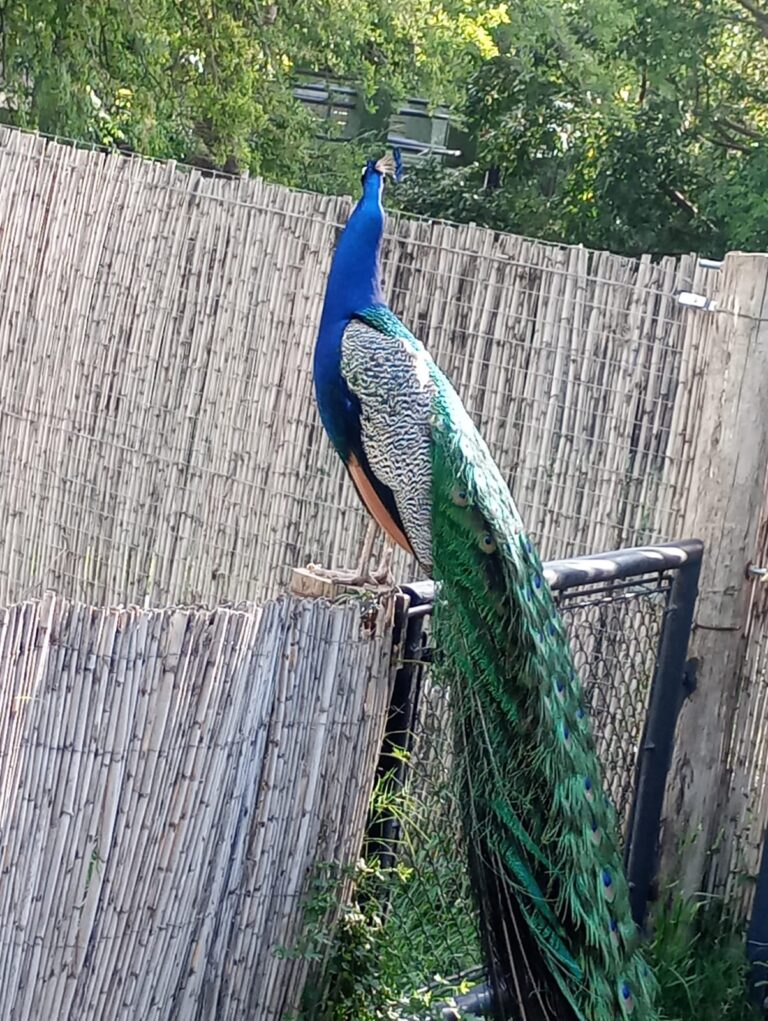 WhatsApp Image 2025-10-29 at 16.13.24 (1)