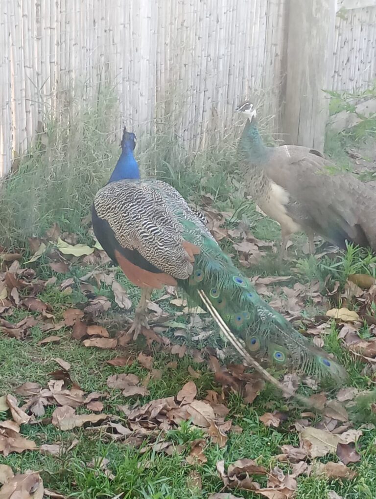 WhatsApp Image 2025-10-29 at 16.13.25